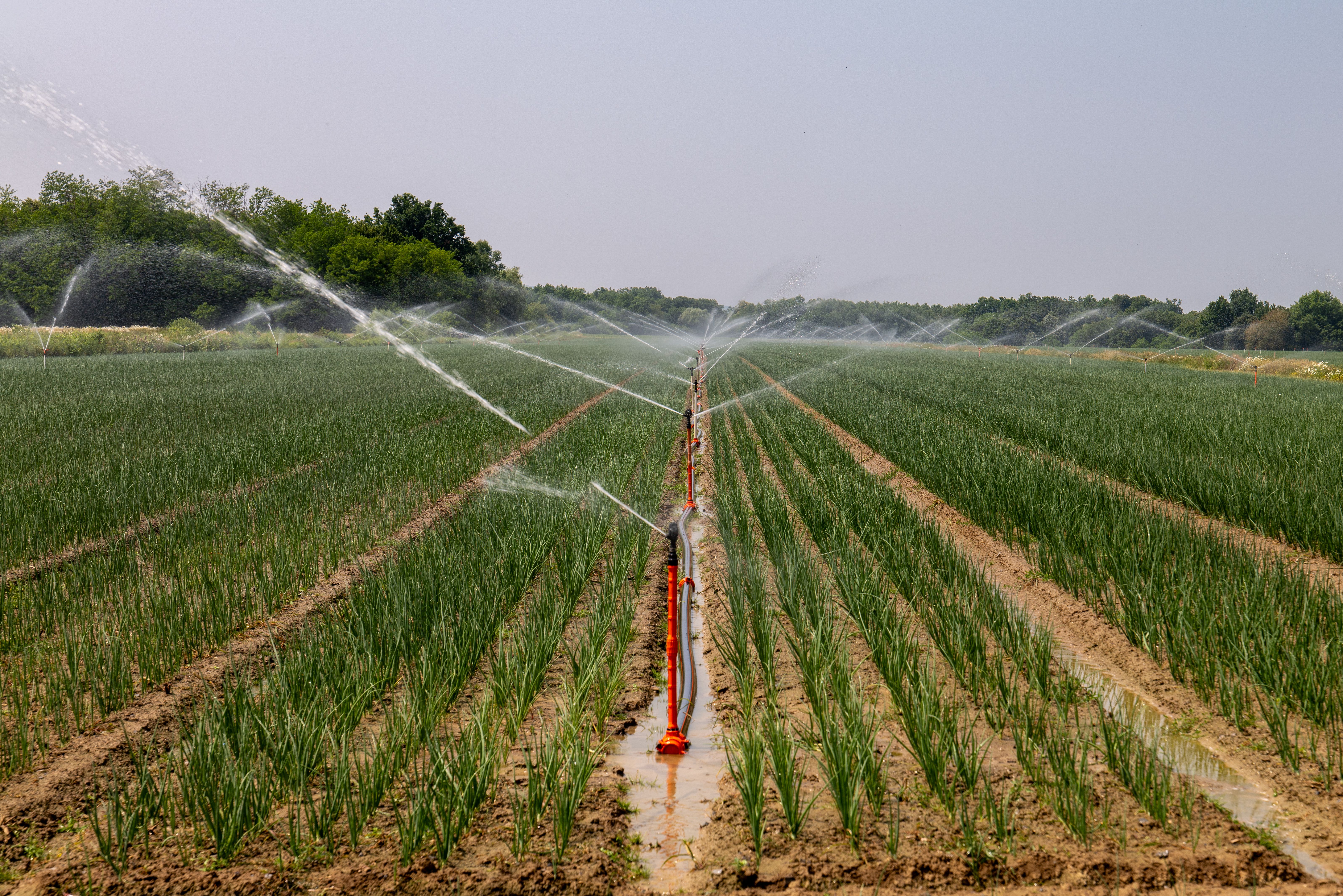Sprinklers watering rows of crops